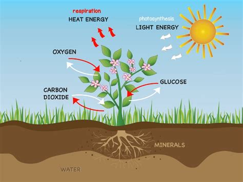 photosynthesis  respiration  plants