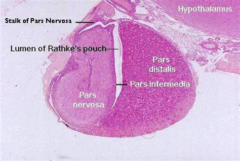 Histology Of Pituitary Gland