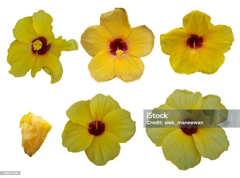 Set Of Yellow Hibiscus Flowers Isolated On White Background Stock Photo