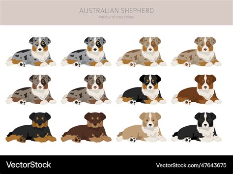 Australian shepherd puppies clipart coat colors Vector Image