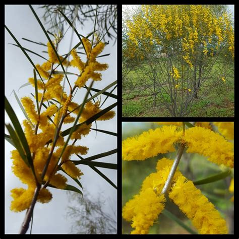 Acacia Acuminata Jam Wattle Jam Tree Westgrow Farm Trees