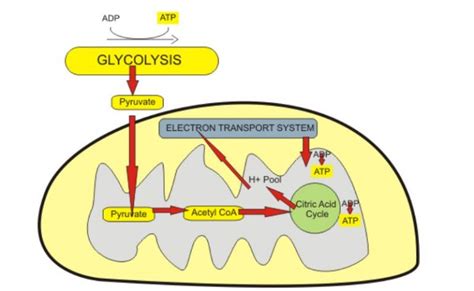 Mitochondria: Structure, Functions and Diagram – StudiousGuy