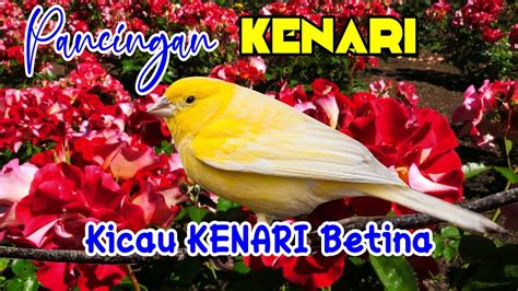 Kicauan Burung Kenari Betina Gacor Durasi Panjang Pancingan Kenari