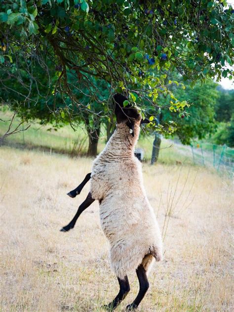 Sheep Standing On Hind Legs Eating Plum From Tree Stock Photo Image