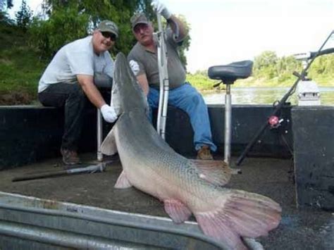 Alligator Gar Fish