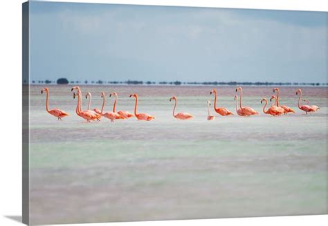 pink american flamingo habitat   flamingo salt pond turks