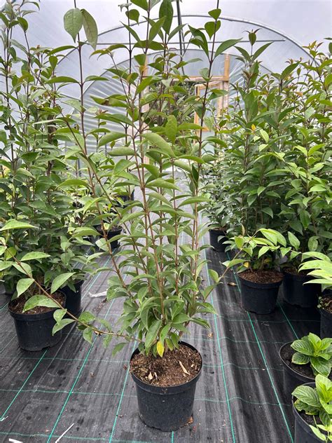 Ligustrum vulgare (Common Privet) - Plant Nursery Limerick Ireland