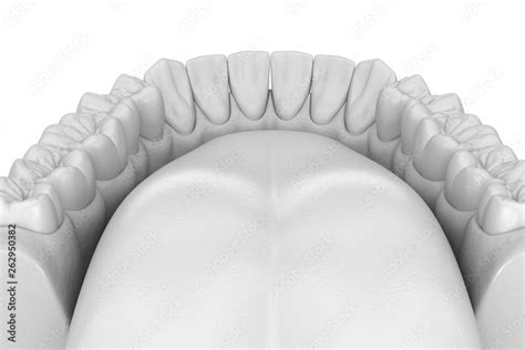 Mandibular Human Gum And Teeth Anatomy Medically Accurate Tooth 3d