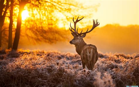 Deer Sunset wallpaper | 2560x1600 | #12642