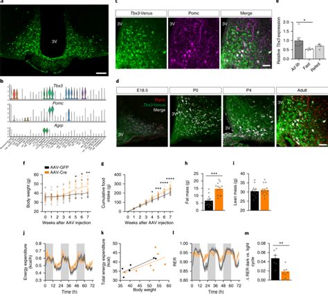 Functional Identity Of Hypothalamic Melanocortin Neurons Depends On