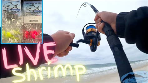 Winter Surf Fishing With Live Shrimp Perdido Key Florida Catch And