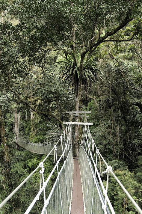 Rainforest Canopy Walkway - Stock Image - F031/8973 - Science Photo Library