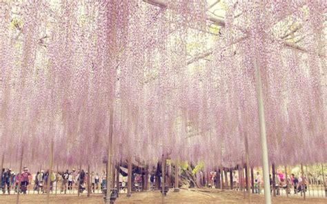 Ashikaga Flower Park: Access and Best Times to Visit | JRailPass