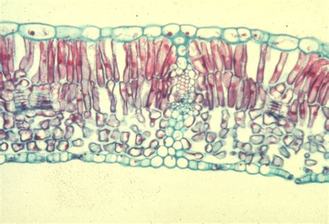 Cross Section Dicot Leaves