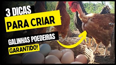 3 Dicas COMO CRIAR Galinha Poedeira Em Local Piqueno YouTube