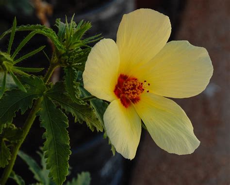 Hibiscus Biseptus Or Arizona Rosemallow This Specimen Is F Flickr