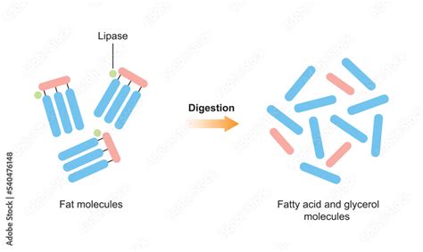 Scientific Designing Of Fat Molecules Digestion Lipase Enzyme Effect