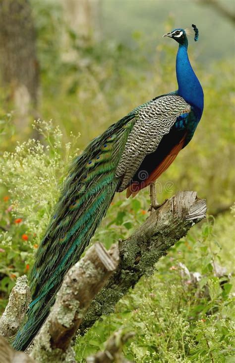 Peacock Sitting On Tree Branch In Mudumalai Forest India