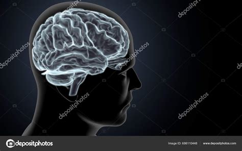 Human Brain Anatomy Illustration Stock Photo Palmyhelp Gmail