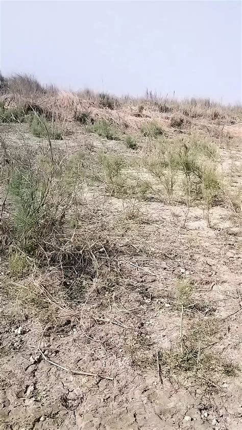 Jangale Chudlam Bhabhi Ke Amateur Amateur Porn Feat Dhili Xhamster