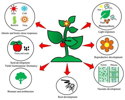 Brassinosteroid Hormones And Abiotic Stress Tolerance In Plants