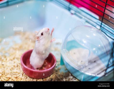 Cute Exotic Winter White Dwarf Hamster standing two legs begging for ...