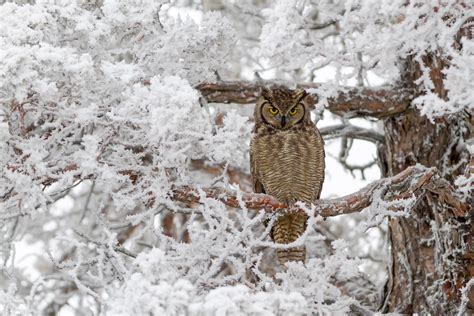 Great Horned Owl | Audubon Field Guide