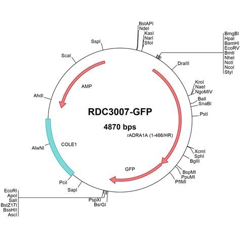 Human TM4SF4 NP 004608 VersaClone CDNA RDC0187 R D Systems