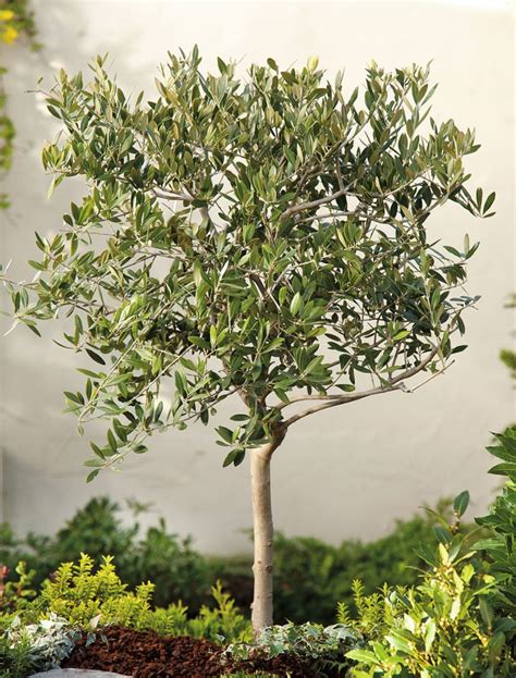 Olea europaea – Oh! Plants