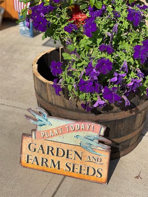 Gardening Tips for Beginners: Cultivate a Thriving Garden with Expert