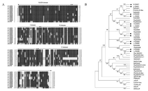 Ijms Free Full Text Dormancy Associated Mads Box Dam Genes