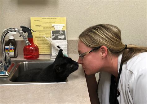 All About Cats Veterinary Hospital – Las Vegas, NV