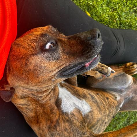 Dogs Behind Bars Rescue... - Dogs Behind Bars Rescue Inc.