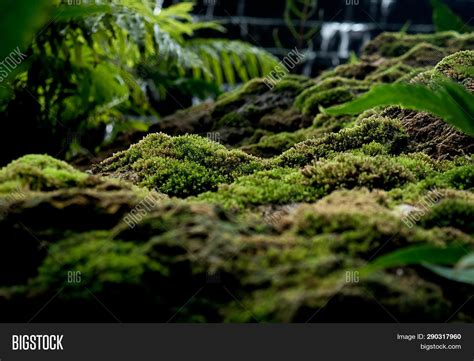 Beautiful Green Moss Image And Photo Free Trial Bigstock