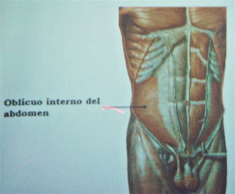 Paredes y músculos abdominales Regiones del abdomen