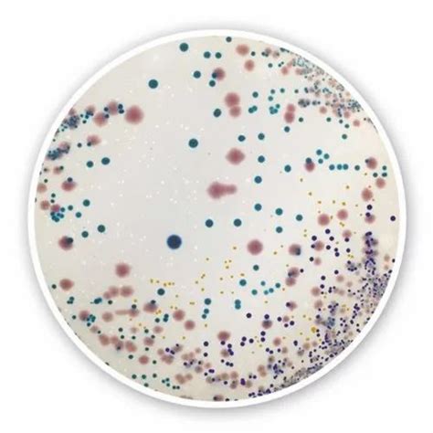 Chromogenic Uti Agar Plate At ₹ 60plate New Delhi Id 23823328730