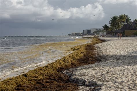 Seaweed on the Beaches of Playa del Carmen | Smithsonian Photo Contest ...