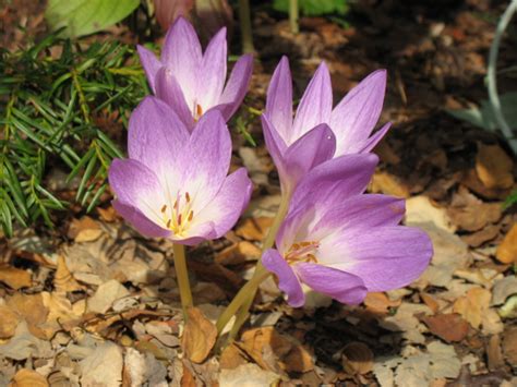 Bulbs, Corms, Rhizomes, and Tubers