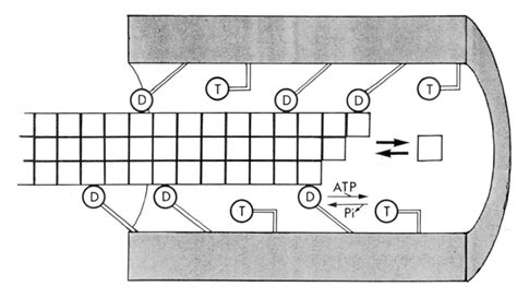 Figure From The Role Of Microtubule Polarity In The Movement Of