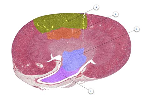 Microanatomy Kidneys Diagram | Quizlet 