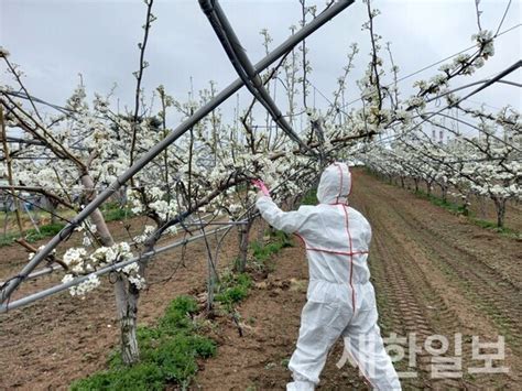 여주시 사과·배 ‘과수화상병 예방을 위한 예찰 전수 조사 나선다