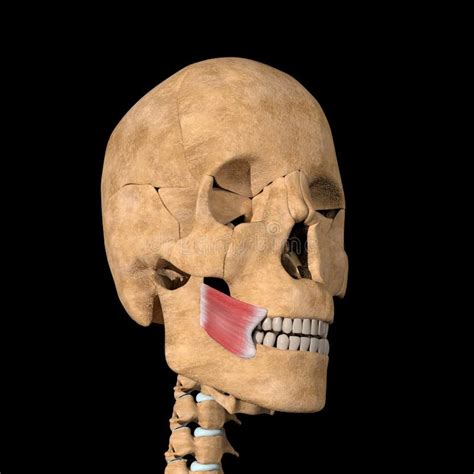 3d Illustration Of The Buccinator Muscles Anatomical Position On Xray