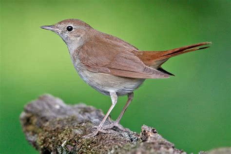 Common nightingale - Alchetron, The Free Social Encyclopedia