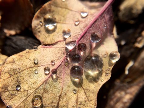 Free Images Plant Leaf Flower Autumn Soil Flora Close Up Macro