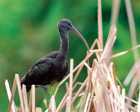 Sacred ibis | bird | Britannica