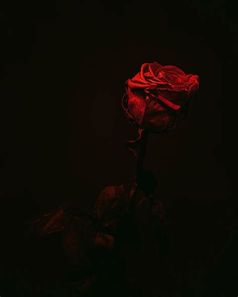 Dark Red Rose Dark Red Roses Dark Flowers Red Roses