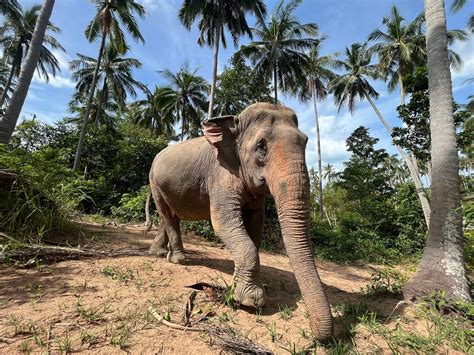 Koh Samui Elephant Sanctuary We Love Koh Samui