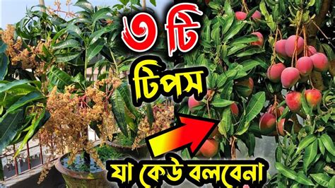 সব রকমের স্প্রে করেও ঝড়ে যাচ্ছে ফলের গুটি এই 3 টি কাজ করে দেখুন ফলের