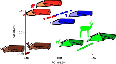 Regression Trajectorieslineage Specific Allometric Trajectories