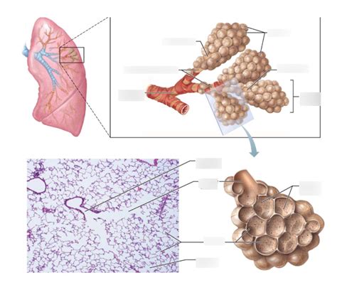 Alveoli 1 Diagram Quizlet